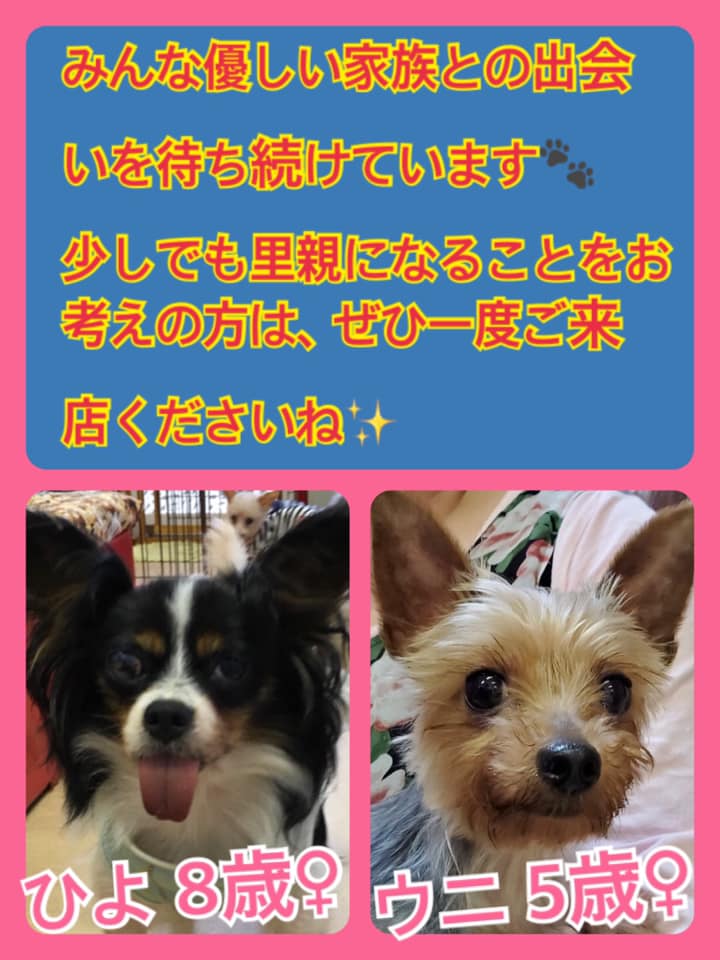 🐾今日の里親様募集中ワンコ🐶メンバーです🐾2020,7,3